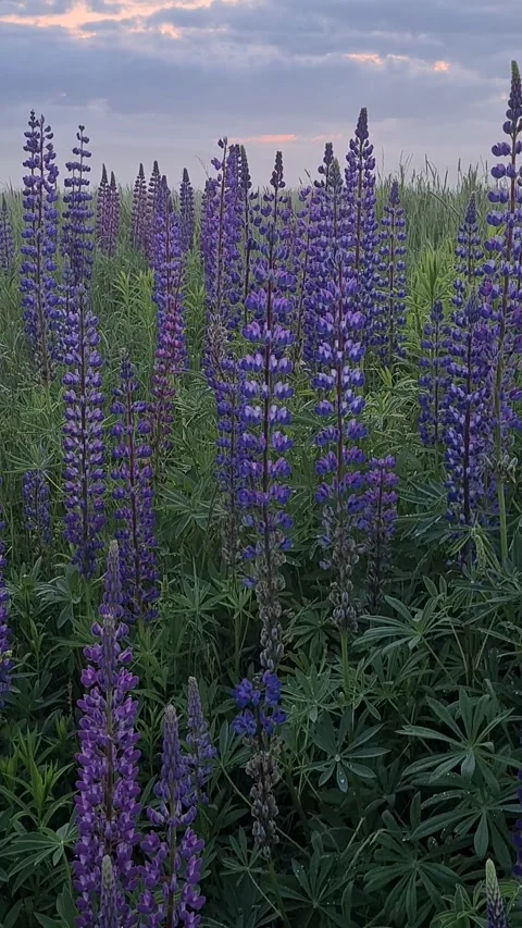Lupines late one evening Video stock 310936728