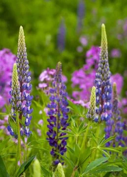 Lupines Stock Photos