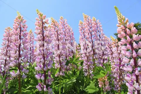 Lupines Stock Photos