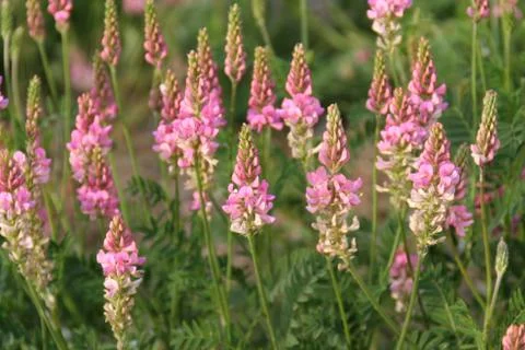 Lupines Stock Photos