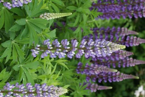 Lupines Stock Photos