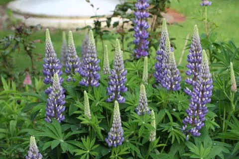 Lupines Stock Photos