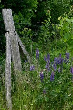 Lupines Fotos de archivo
