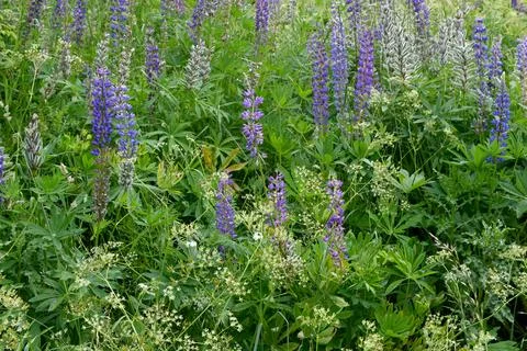 Lupines Stock-Fotos