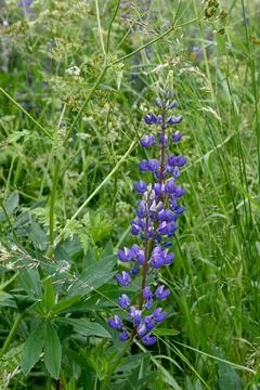 Lupines Foto stock