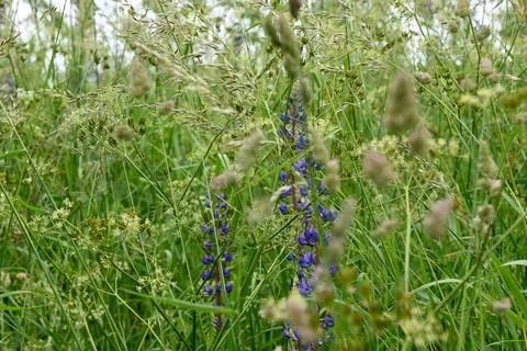 Lupines Photos