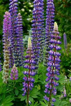 Lupines 库存照片