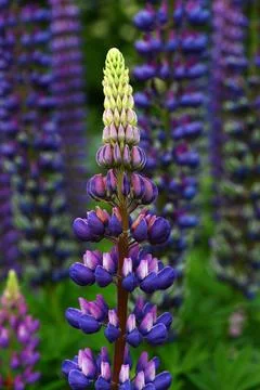 Lupines Foto stock