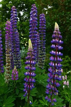Lupines Foto stock