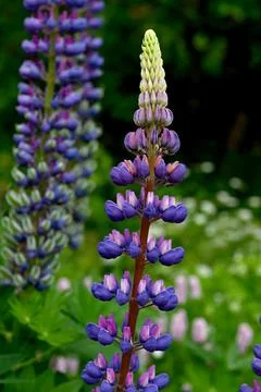 Lupines 库存照片