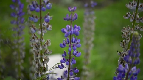 Lupins 1 Stock Footage 286894679
