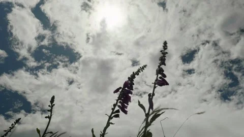 Lupins blowing in the wind with clouds above Vídeos de archivo 260368061