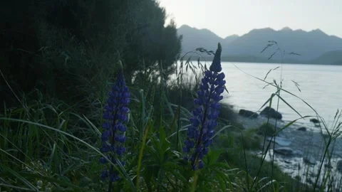 Lupins blowing in the wind as the sun sets behind mountains Stock Footage 260850364
