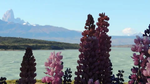 Lupins Chaltén Mountain 스톡 동영상 52182552