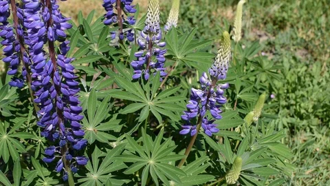 Lupins in the garden Stock Footage 129154046