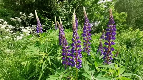 Lupins in light rain Stock-Footage 132268004