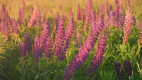 Lupins in the meadow in the rays of the setting sun move in gusts of wind. Stock Footage 197769406