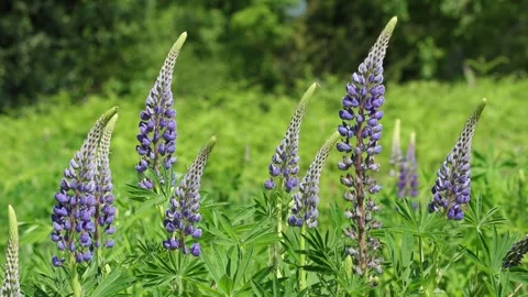 Lupins, a non-native , growing at edge of meadow. Spring. UK Vidéo 334493567