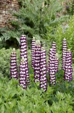Lupins Stock Photos