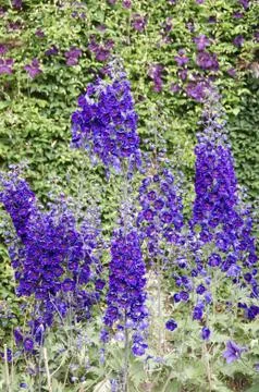 Lupins Stock Photos