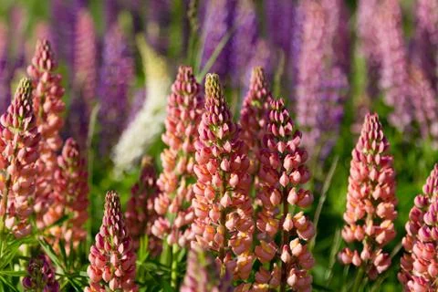 Lupins Stock Photos