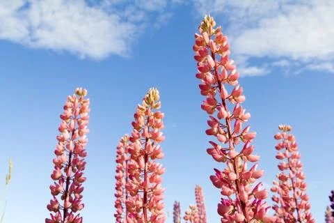 Lupins Stock Photos