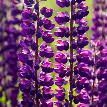 Lupins Stock Photos