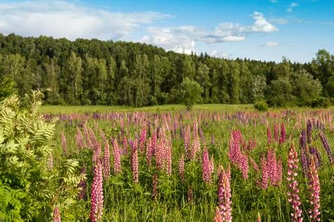 Lupins Stock Photos