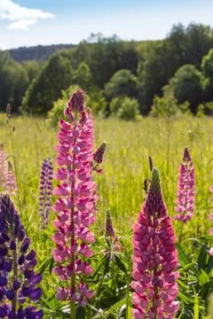 Lupins Stock Photos