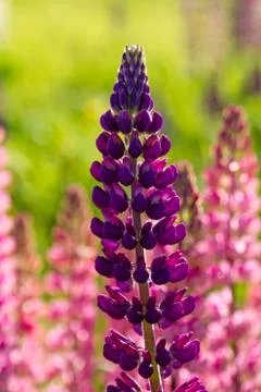 Lupins Stock Photos