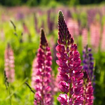 Lupins Stock Photos