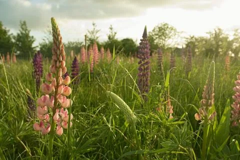 Lupins Stock Photos