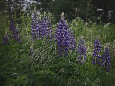 Lupins Foto stock