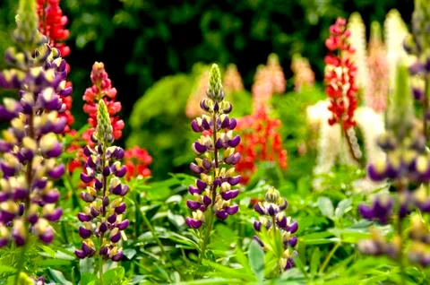 Lupins Stock Photos