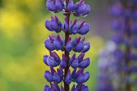 Lupins Foto stock
