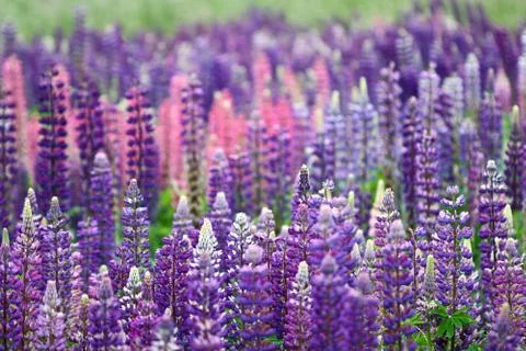 Lupins Stock Photos