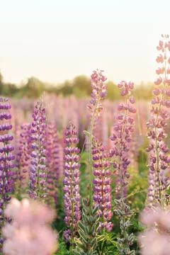 Lupins Stock Photos