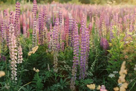 Lupins Stock Photos