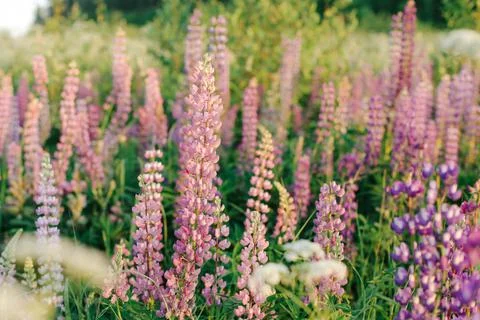 Lupins Stock Photos