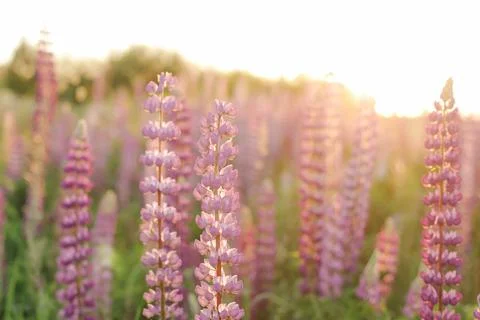 Lupins Stock Photos