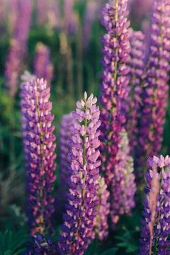 Lupins Stock Photos