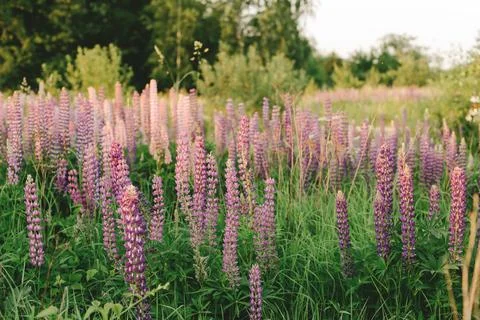 Lupins Stock Photos