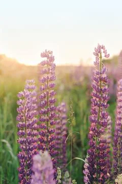 Lupins Stock Photos