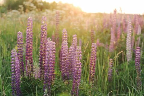 Lupins Stock Photos