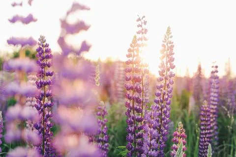 Lupins Stock Photos