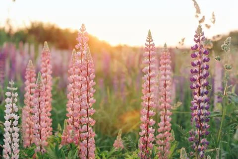 Lupins Stock Photos