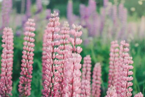 Lupins Stock Photos