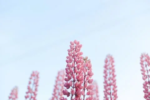 Lupins Stock Photos