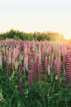 Lupins Stock Photos
