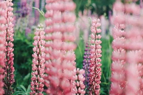 Lupins Stock Photos